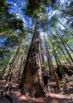 Central Valley Bob with giant BC tree