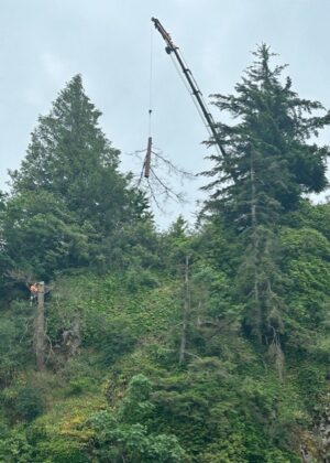 Central Valley Hazardous Tree Removal