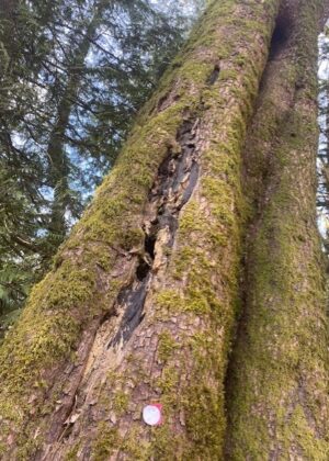 Central Valley Tree Risk Assessment