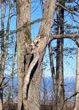 Central Valley Tree at risk winter